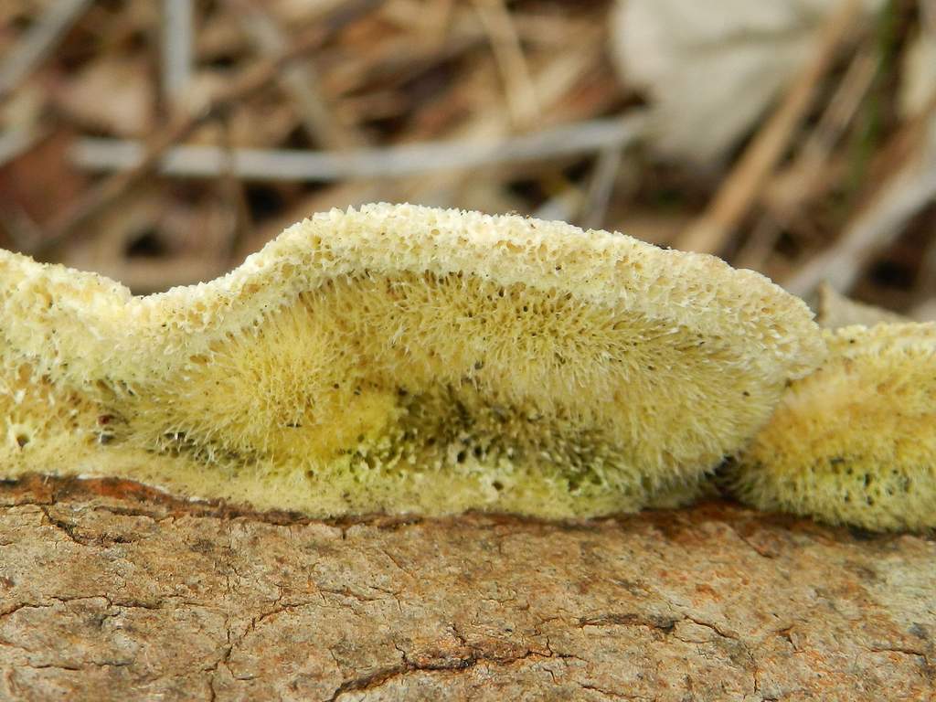 Fungo da individuare